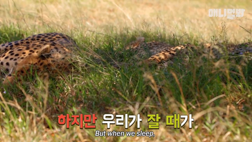 다리를 다친 새끼를 버리고 가야 하는 엄마 치타 .jpgif (눈물주의/) | 인스티즈