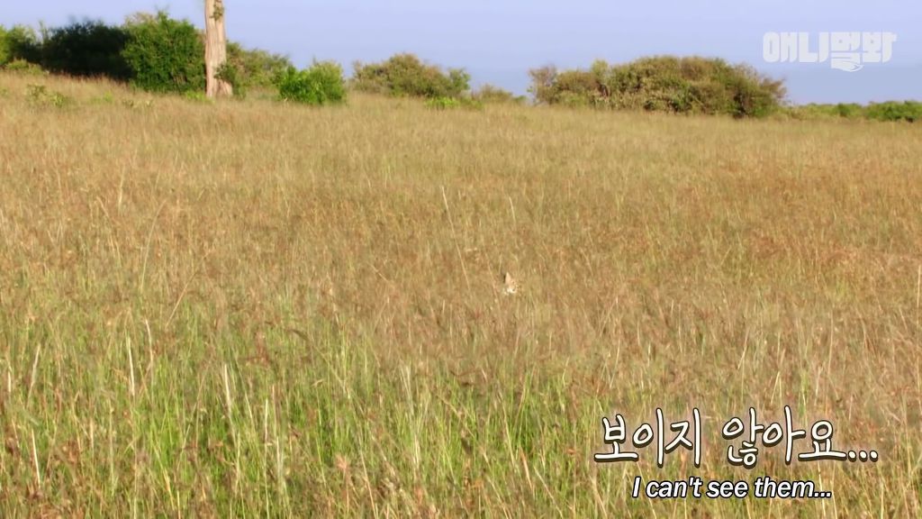 다리를 다친 새끼를 버리고 가야 하는 엄마 치타 .jpgif (눈물주의/) | 인스티즈