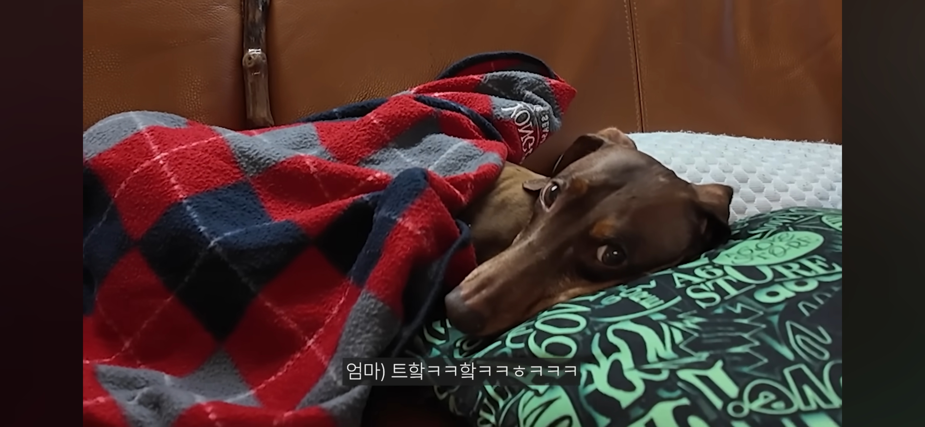엄마가 촬영 거부하는데 자꾸 엄마한테 말 시키는 엄미새 박재범 | 인스티즈