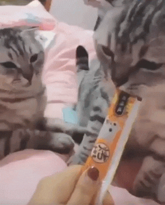 개 vs 고양이 성품.gif | 인스티즈