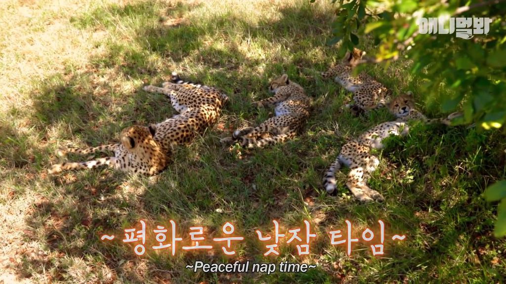 다리를 다친 새끼를 버리고 가야 하는 엄마 치타 .jpgif (눈물주의/) | 인스티즈