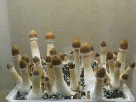 [스타리그] 승전보를 울려라.jpg | 인스티즈