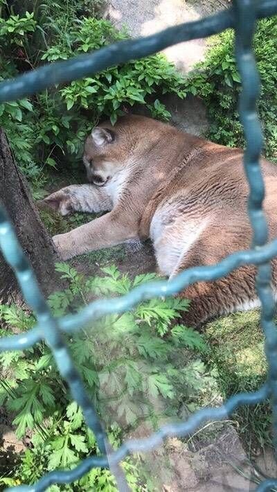 대전 오월드에서 탈출했던 퓨마가 탈출해서 숨어있던 곳 | 인스티즈
