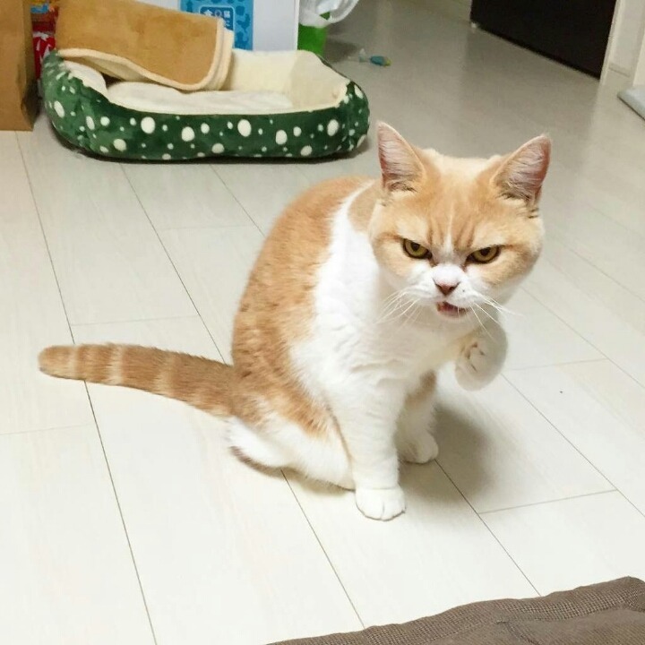 항상 화가나있는 고양이.jpg | 인스티즈