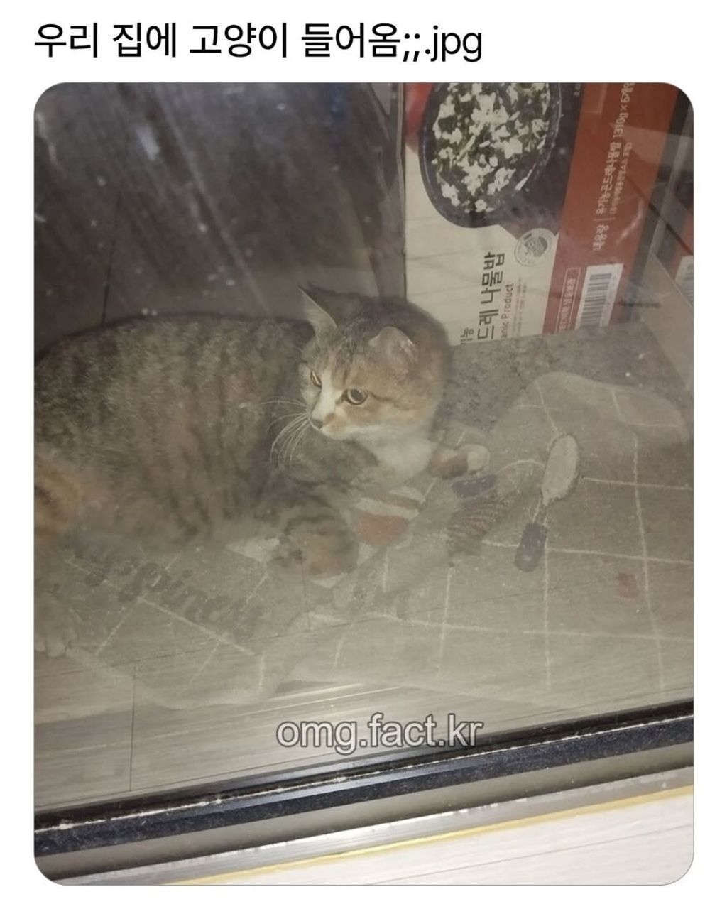 우리집에 고양이 들어옴 | 인스티즈