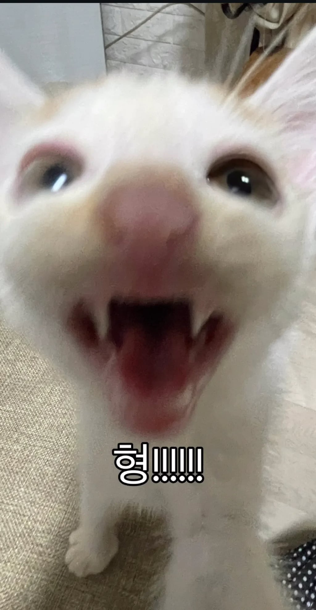 형아! 나 드디어 눈 기증 받게 됐대! | 인스티즈