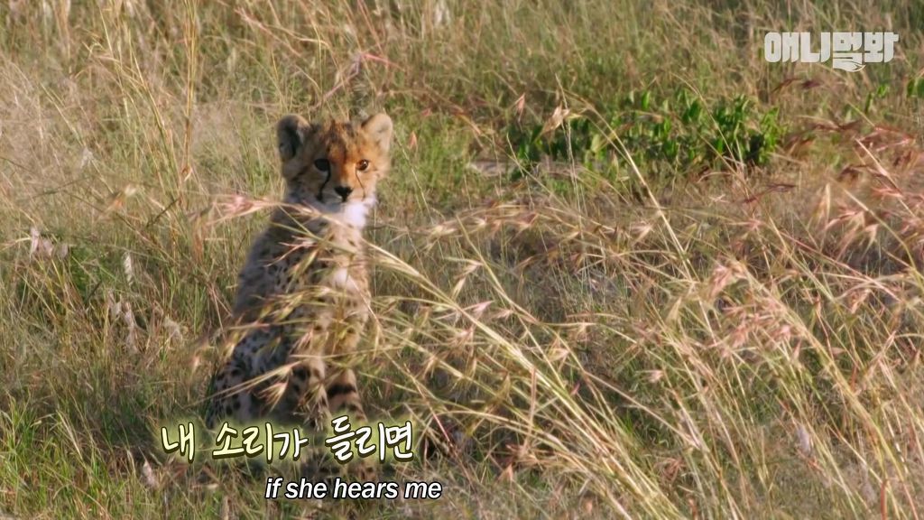 다리를 다친 새끼를 버리고 가야 하는 엄마 치타 .jpgif (눈물주의/) | 인스티즈