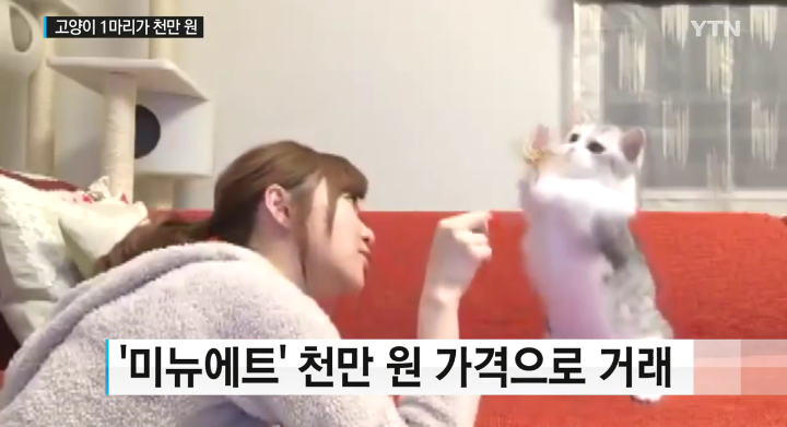새끼 고양이 천만 원...일본의 고양이 열풍 | 인스티즈
