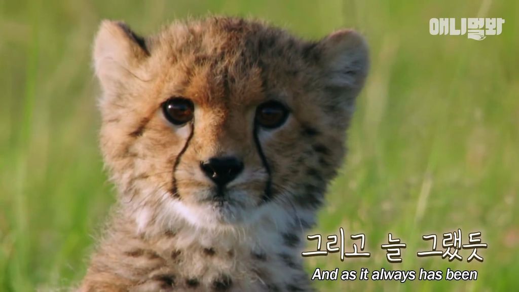 다리를 다친 새끼를 버리고 가야 하는 엄마 치타 .jpgif (눈물주의/) | 인스티즈