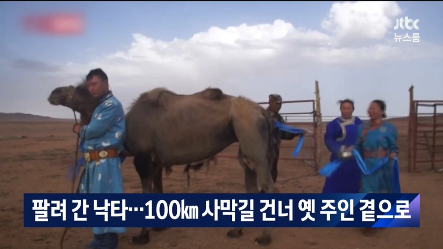 낙타 레전드 | 인스티즈