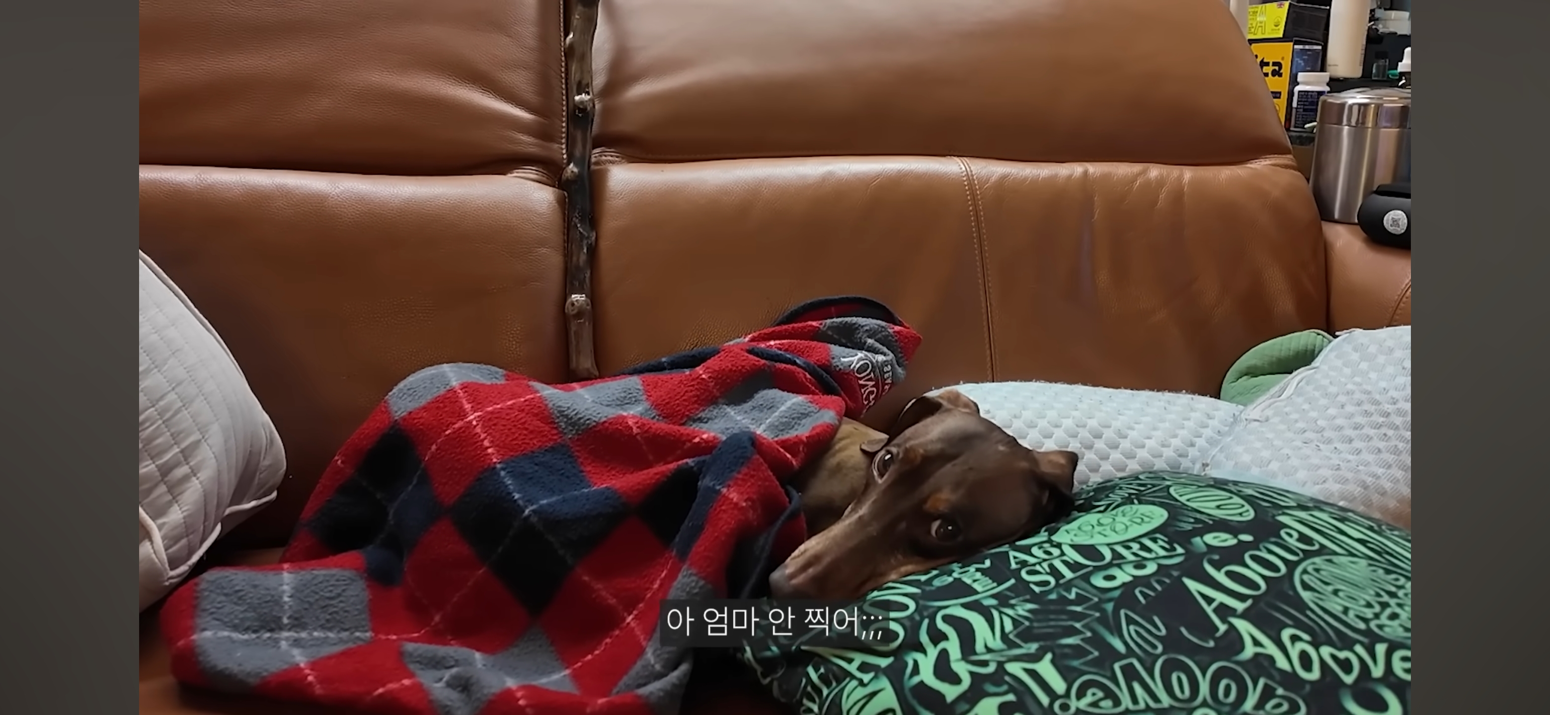 엄마가 촬영 거부하는데 자꾸 엄마한테 말 시키는 엄미새 박재범 | 인스티즈