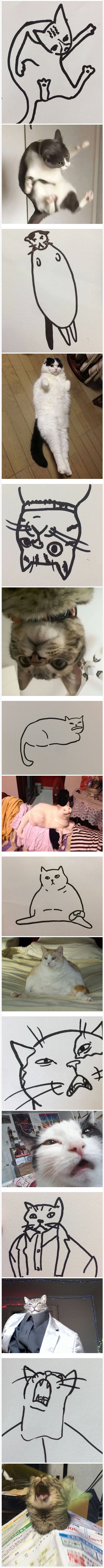 이렇게 생긴 고양이가 세상에 어딨냐 | 인스티즈