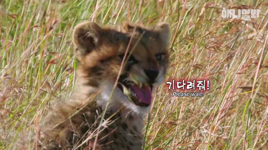 다리를 다친 새끼를 버리고 가야 하는 엄마 치타 .jpgif (눈물주의/) | 인스티즈