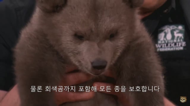 생후 11주된 아기 불곰의 충격적인 귀여움(코난 오브라이언 쇼) | 인스티즈