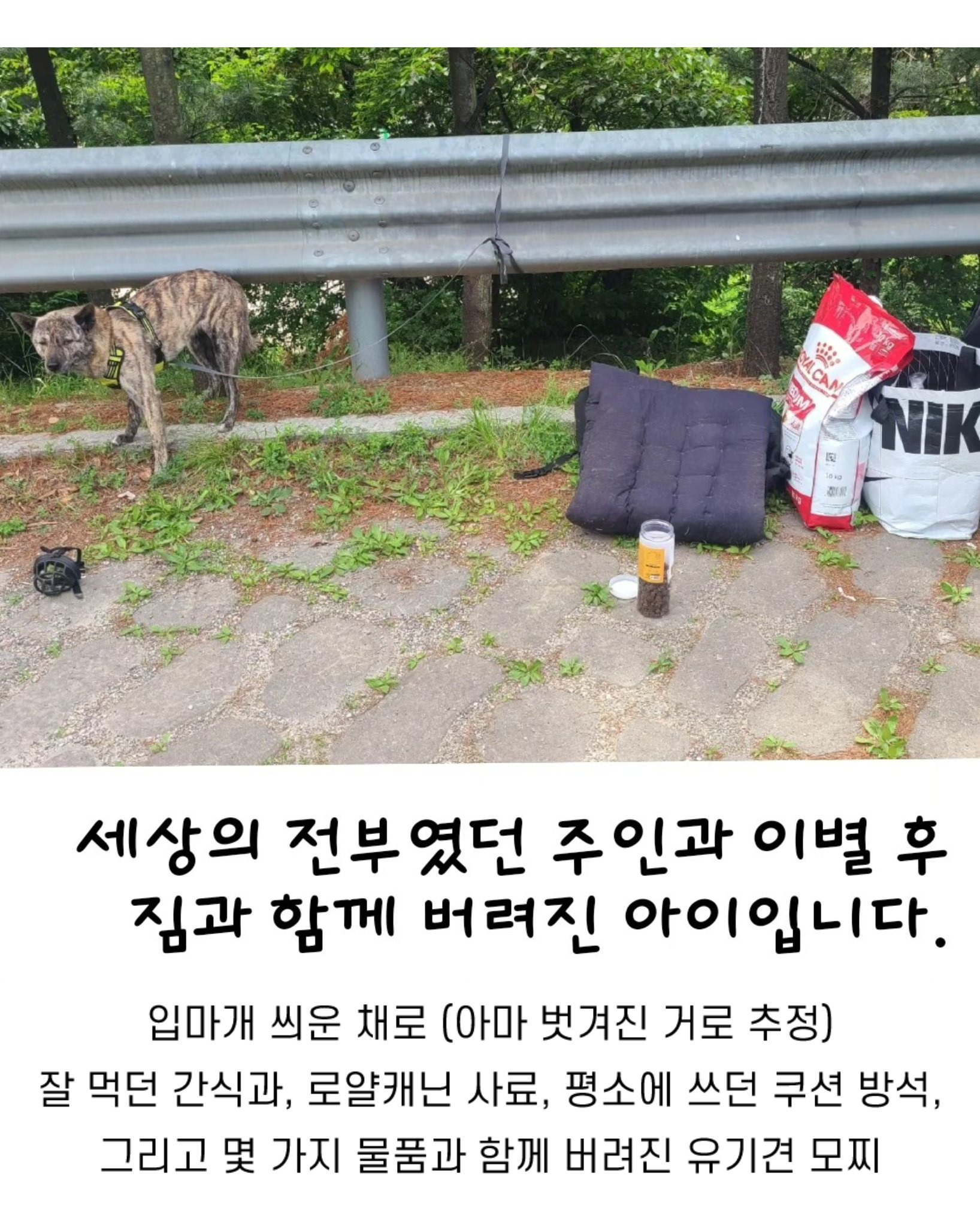 탄천 주차장 버려진 강아지 이야기 | 인스티즈