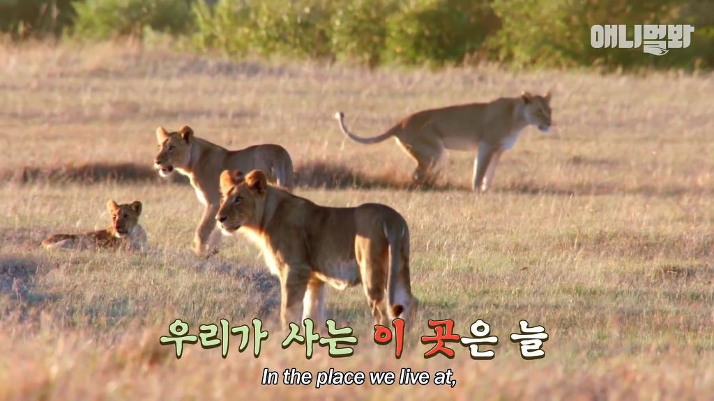 다리를 다친 새끼를 버리고 가야 하는 엄마 치타 .jpgif (눈물주의/) | 인스티즈