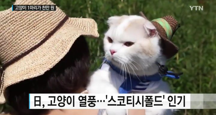 새끼 고양이 천만 원...일본의 고양이 열풍 | 인스티즈