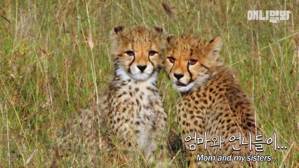 다리를 다친 새끼를 버리고 가야 하는 엄마 치타 .jpgif (눈물주의/) | 인스티즈
