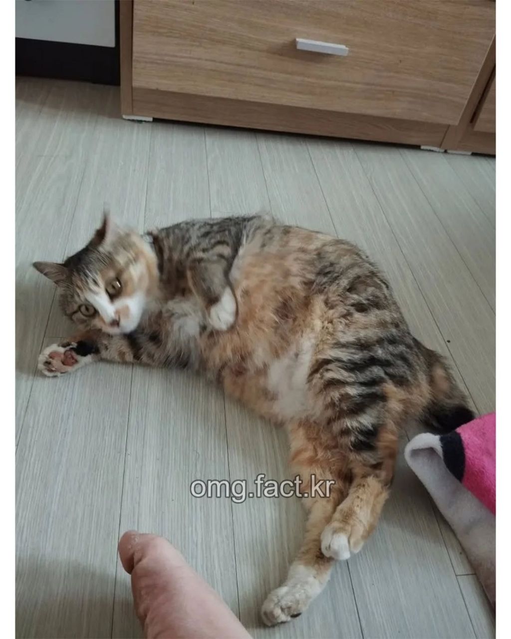 우리집에 고양이 들어옴 | 인스티즈