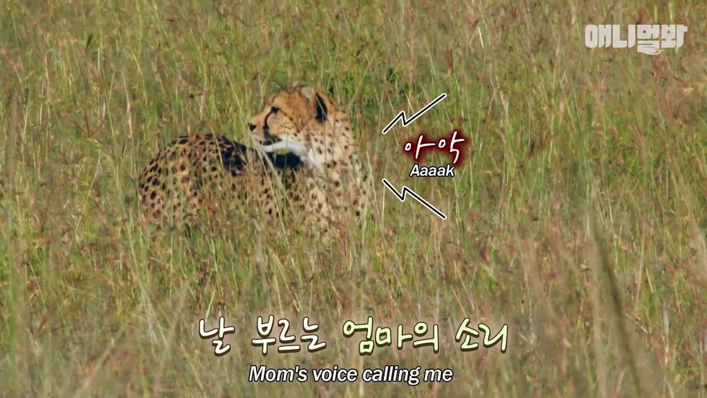 다리를 다친 새끼를 버리고 가야 하는 엄마 치타 .jpgif (눈물주의/) | 인스티즈