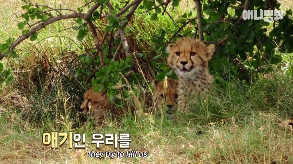 다리를 다친 새끼를 버리고 가야 하는 엄마 치타 .jpgif (눈물주의/) | 인스티즈