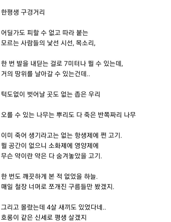 대전 오월드에서 탈출했던 퓨마가 탈출해서 숨어있던 곳 | 인스티즈