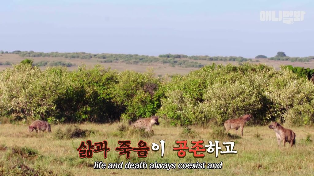 다리를 다친 새끼를 버리고 가야 하는 엄마 치타 .jpgif (눈물주의/) | 인스티즈