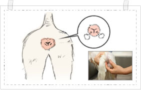 애견인들도 의외로 모르는 항문낭짜기 | 인스티즈