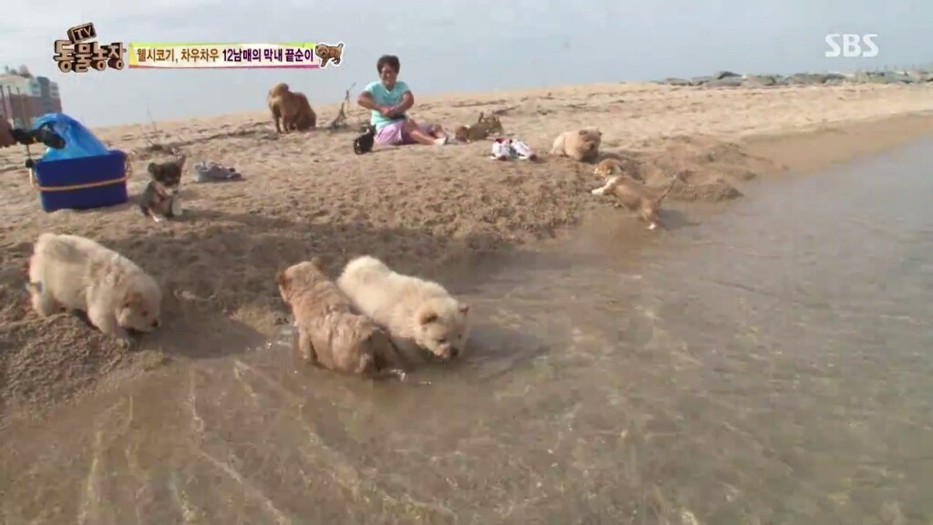 오늘자 동물농장 차우차우 가족의 모래찜질ㅋㅋㅋㅋㅋㅋ | 인스티즈