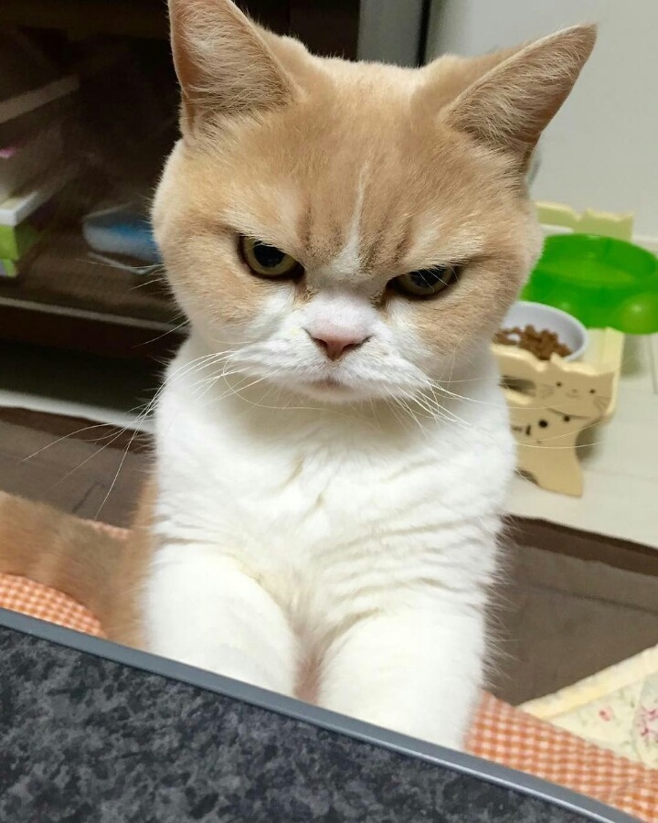 항상 화가나있는 고양이.jpg | 인스티즈