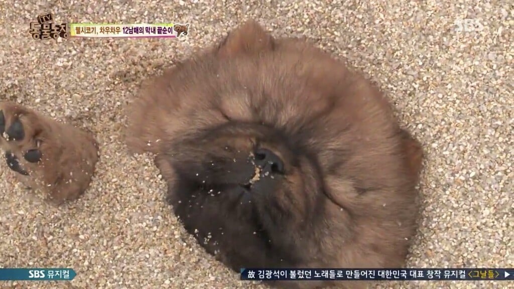 오늘자 동물농장 차우차우 가족의 모래찜질ㅋㅋㅋㅋㅋㅋ | 인스티즈