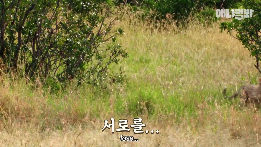 다리를 다친 새끼를 버리고 가야 하는 엄마 치타 .jpgif (눈물주의/) | 인스티즈