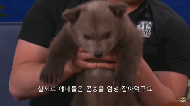 생후 11주된 아기 불곰의 충격적인 귀여움(코난 오브라이언 쇼) | 인스티즈