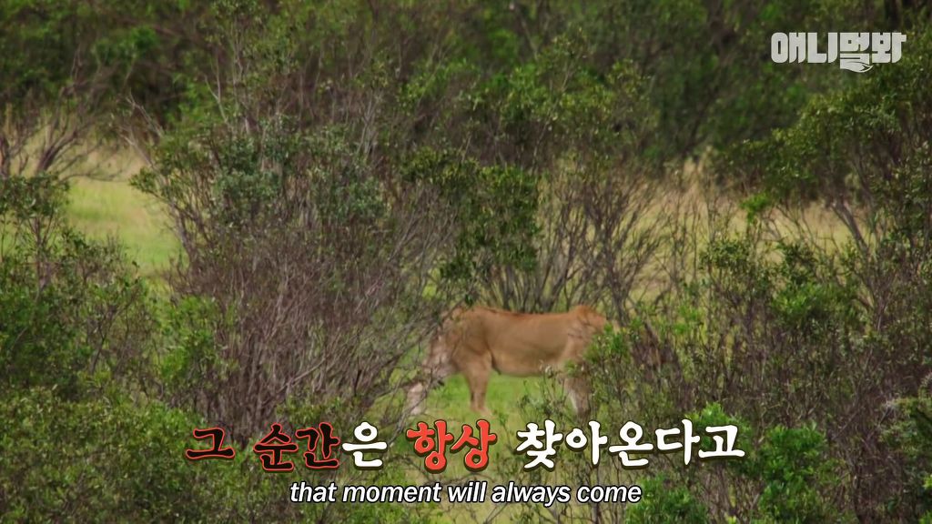 다리를 다친 새끼를 버리고 가야 하는 엄마 치타 .jpgif (눈물주의/) | 인스티즈