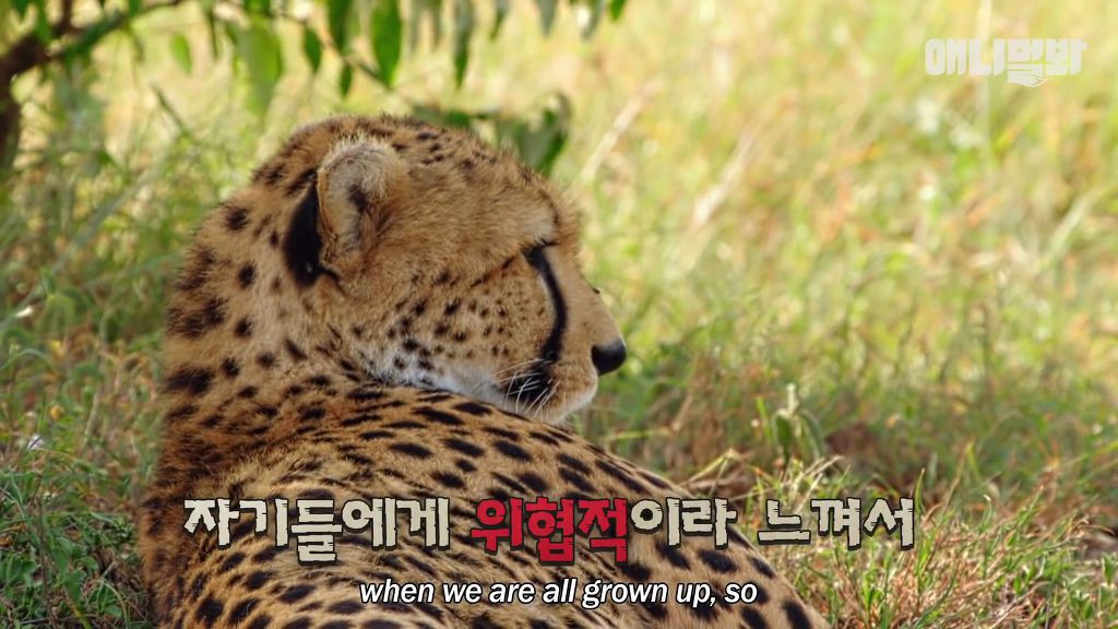 다리를 다친 새끼를 버리고 가야 하는 엄마 치타 .jpgif (눈물주의/) | 인스티즈