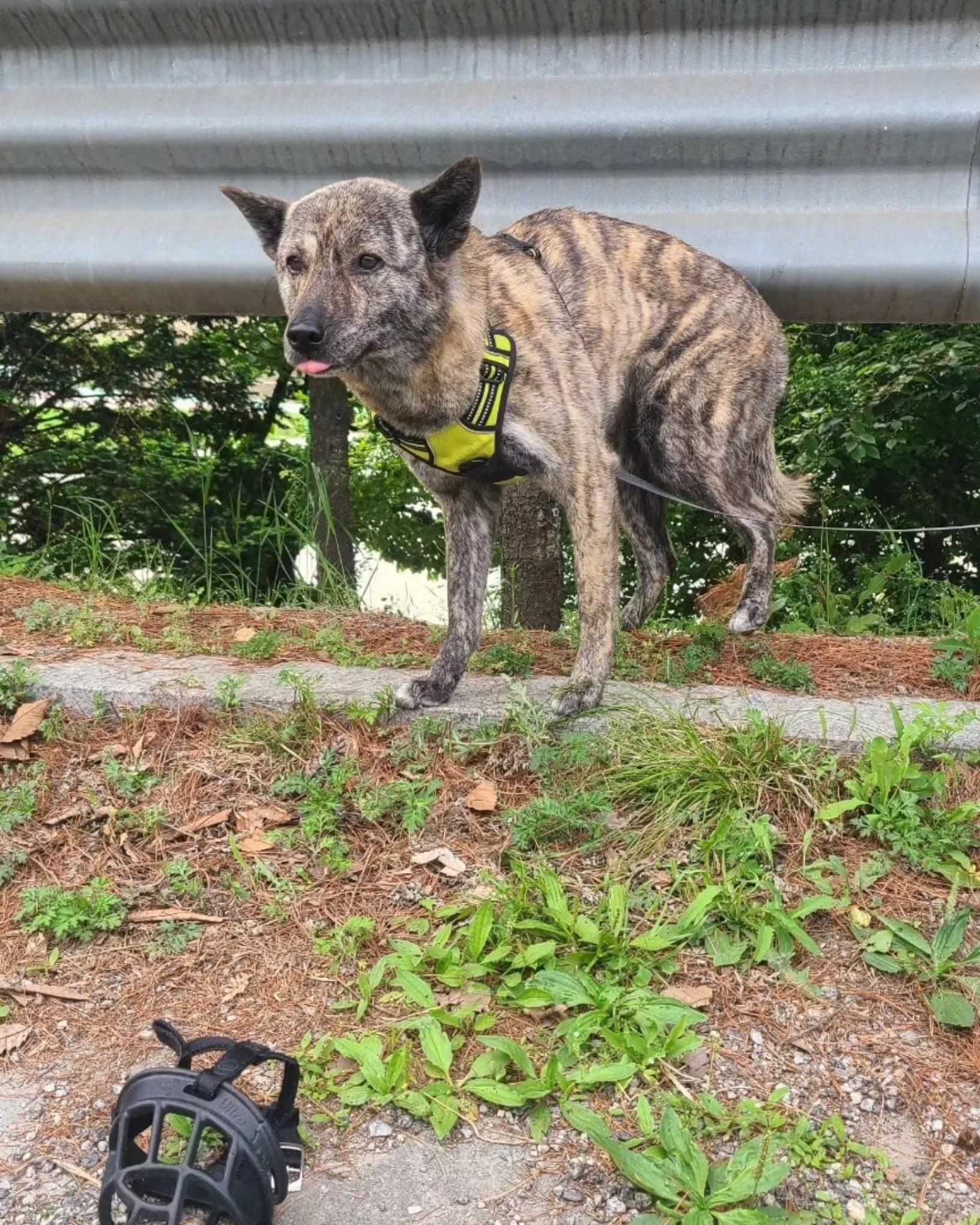 탄천 주차장 버려진 강아지 이야기 | 인스티즈