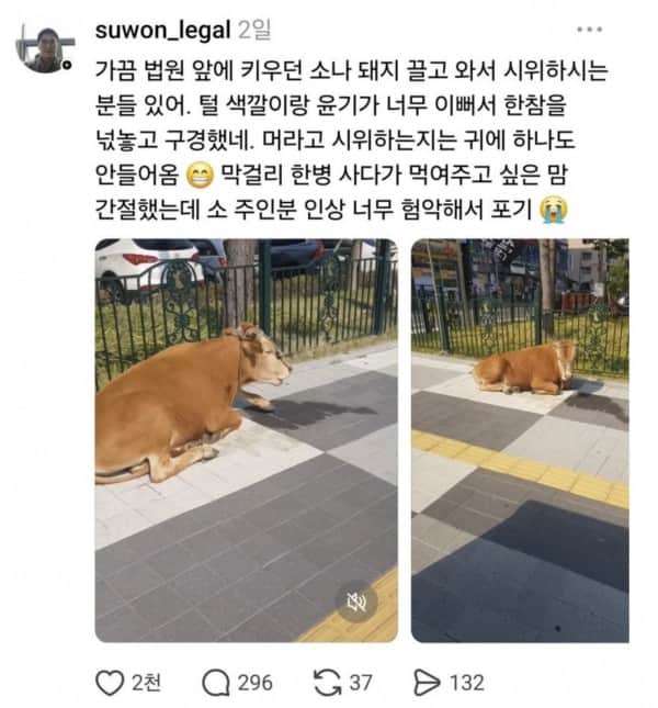 변호사가 법원 앞에서 한참을 구경하는것 | 인스티즈