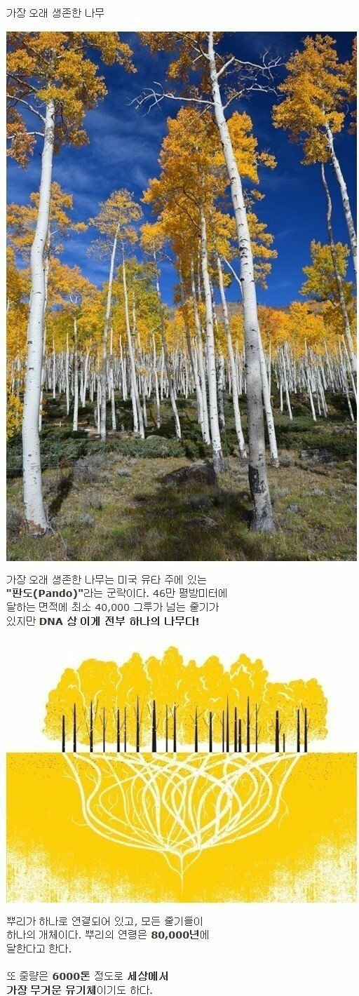 세계에서 가장 무거운 유기체(우린 칼라로 이어져 있다) | 인스티즈