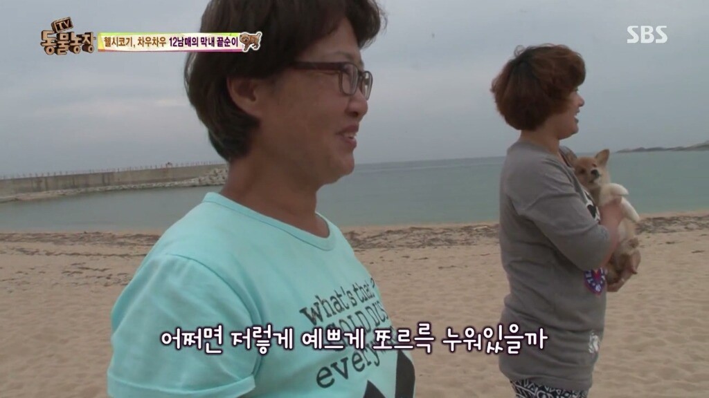 오늘자 동물농장 차우차우 가족의 모래찜질ㅋㅋㅋㅋㅋㅋ | 인스티즈