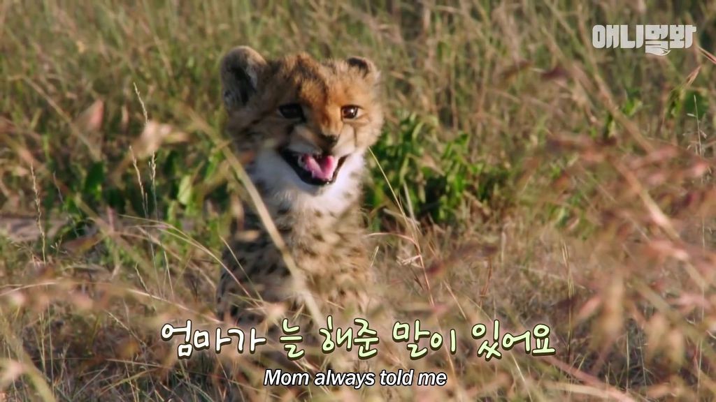 다리를 다친 새끼를 버리고 가야 하는 엄마 치타 .jpgif (눈물주의/) | 인스티즈