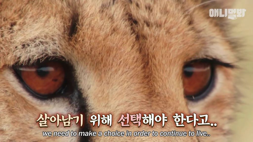 다리를 다친 새끼를 버리고 가야 하는 엄마 치타 .jpgif (눈물주의/) | 인스티즈