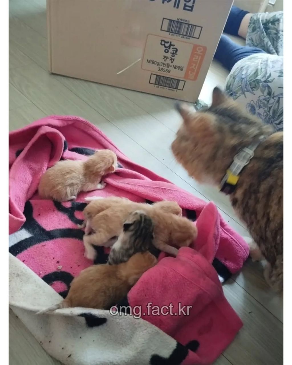 우리집에 고양이 들어옴 | 인스티즈