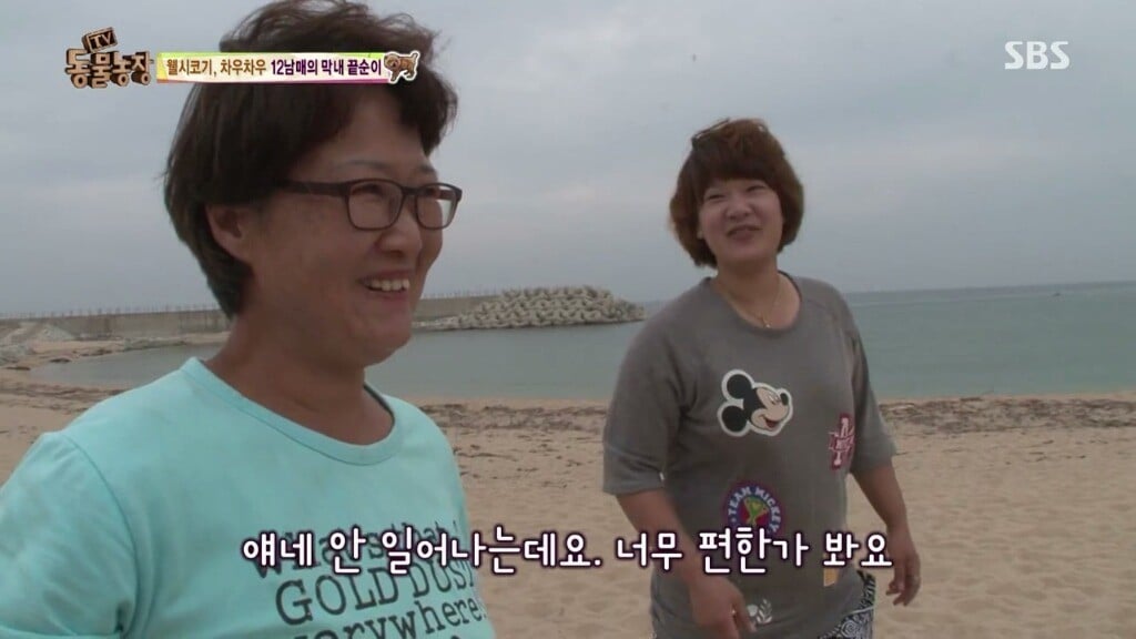 오늘자 동물농장 차우차우 가족의 모래찜질ㅋㅋㅋㅋㅋㅋ | 인스티즈