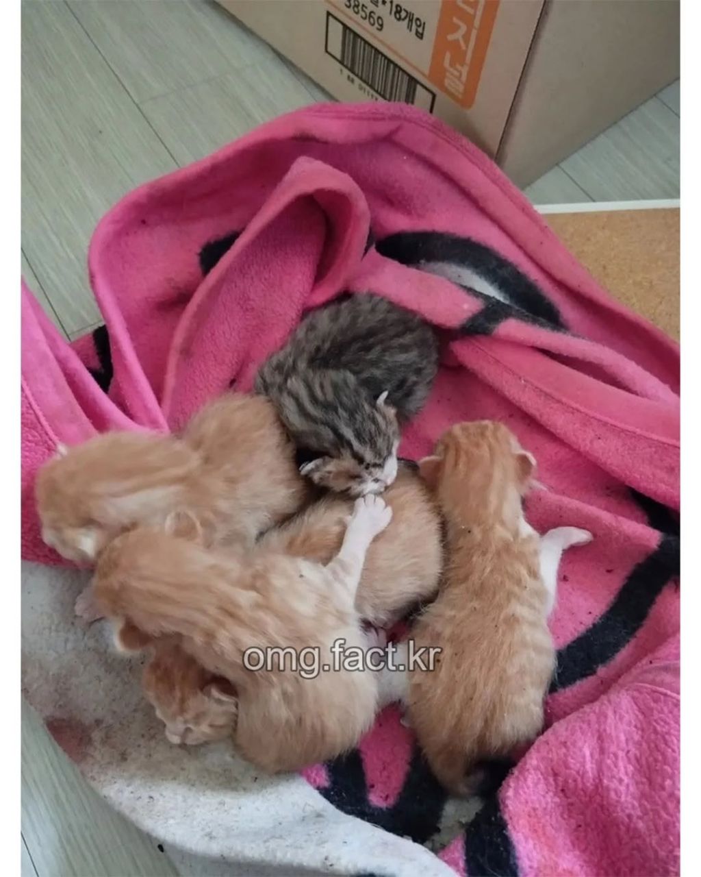 우리집에 고양이 들어옴 | 인스티즈