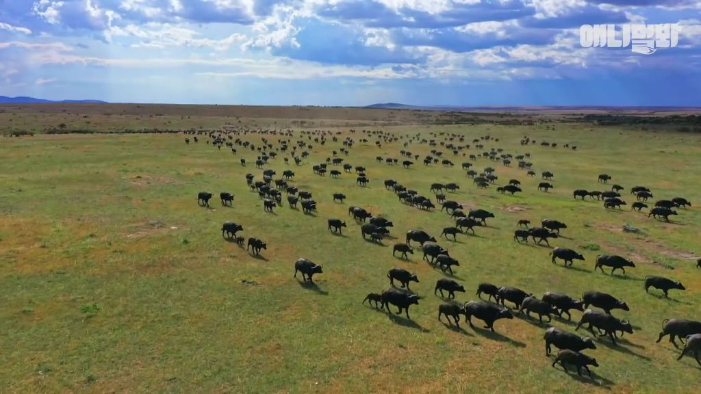 다리를 다친 새끼를 버리고 가야 하는 엄마 치타 .jpgif (눈물주의/) | 인스티즈