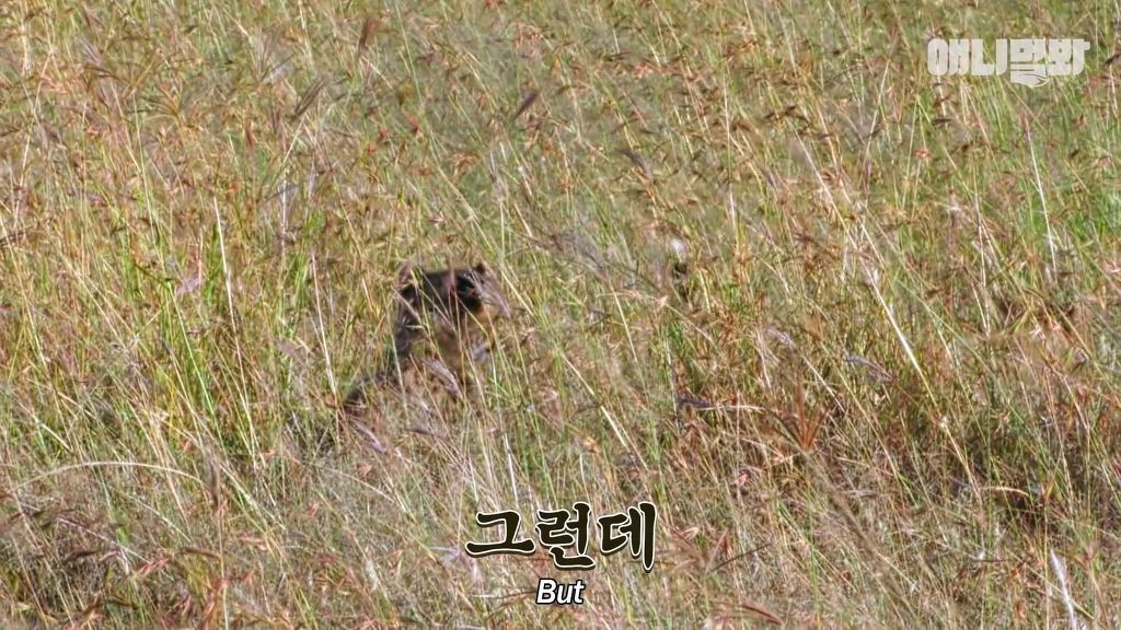 다리를 다친 새끼를 버리고 가야 하는 엄마 치타 .jpgif (눈물주의/) | 인스티즈