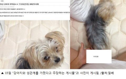 일베충들의 만행 모음 여자 강간하기 고인 모독 로리타 대통령 조롱 강아지랑 성관계 등등 | 인스티즈