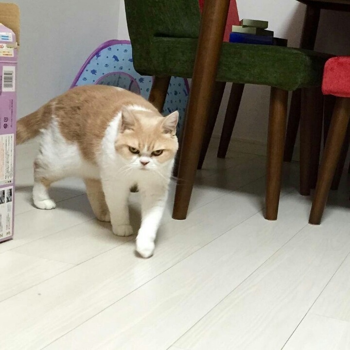 항상 화가나있는 고양이.jpg | 인스티즈