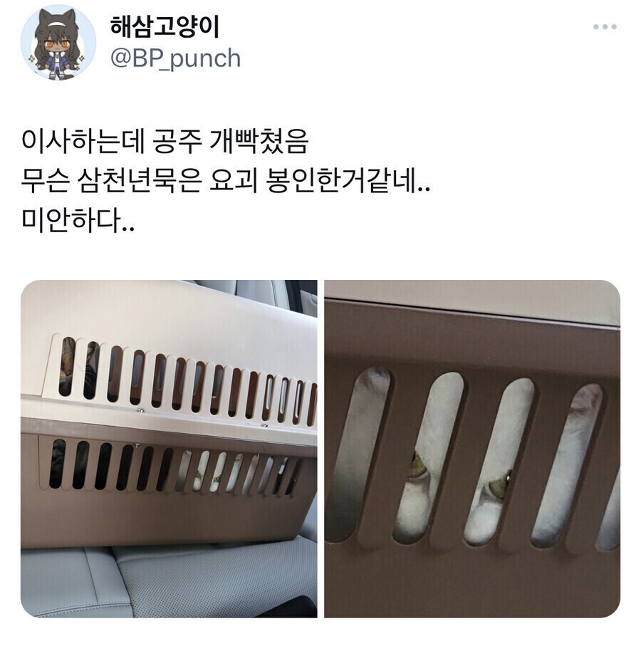 봉인된 고양이 | 인스티즈