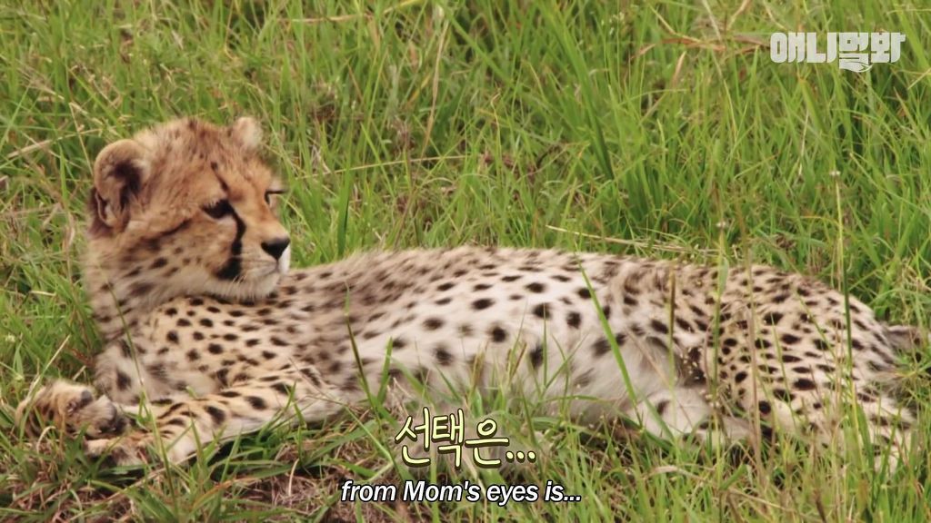 다리를 다친 새끼를 버리고 가야 하는 엄마 치타 .jpgif (눈물주의/) | 인스티즈